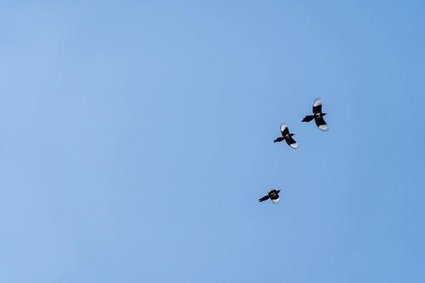 Sante Ressources Culturelles